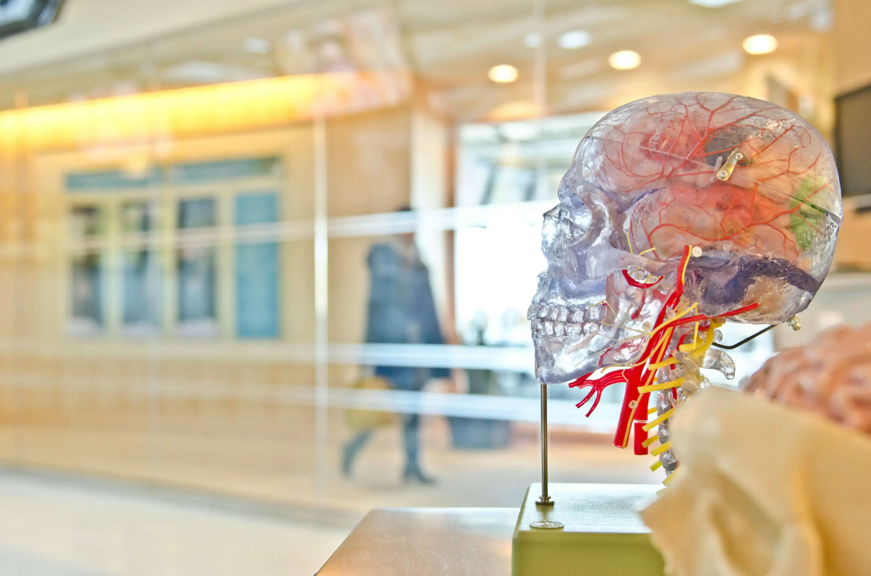 Longevity & Health: Medical Glossary